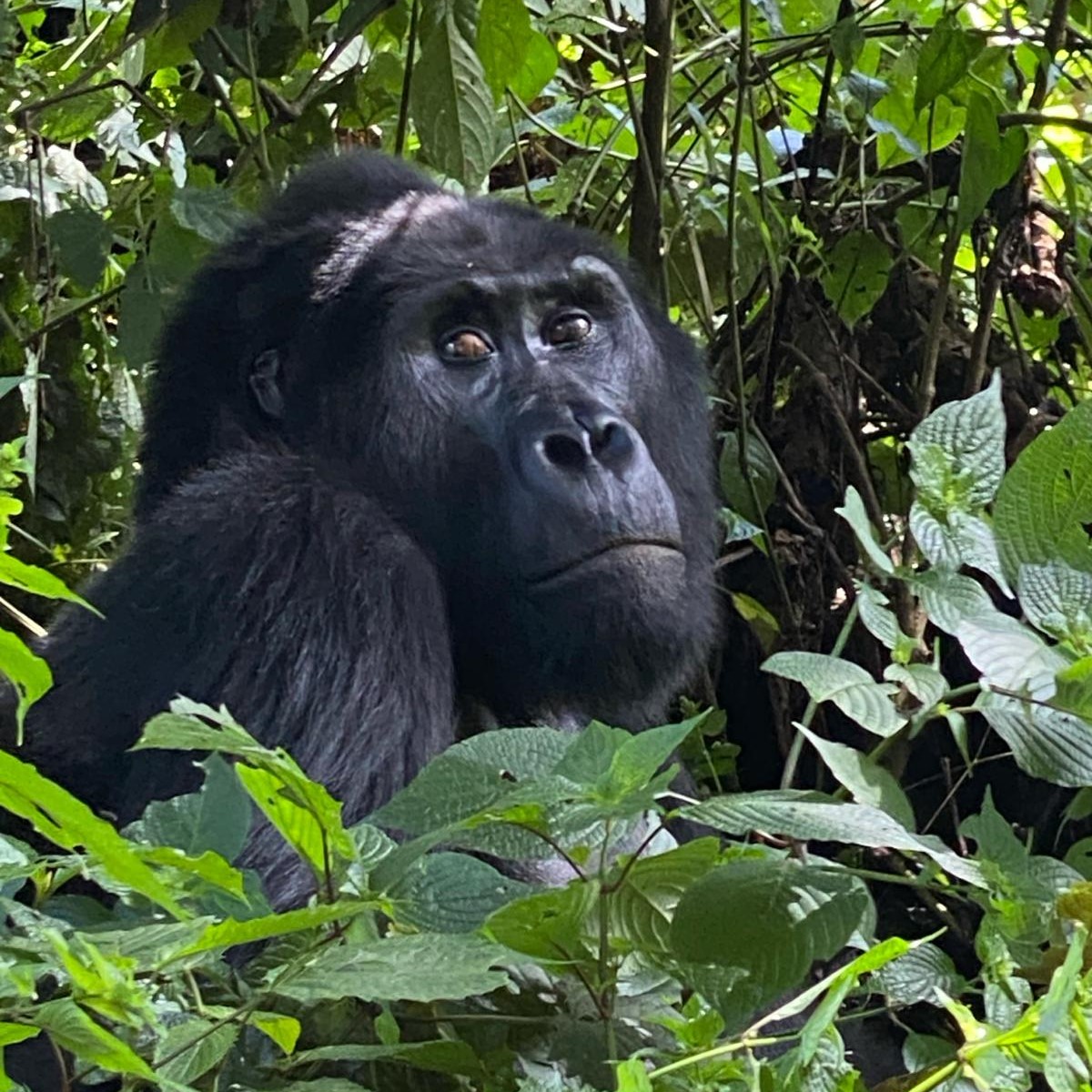 Gorilla in the jungle