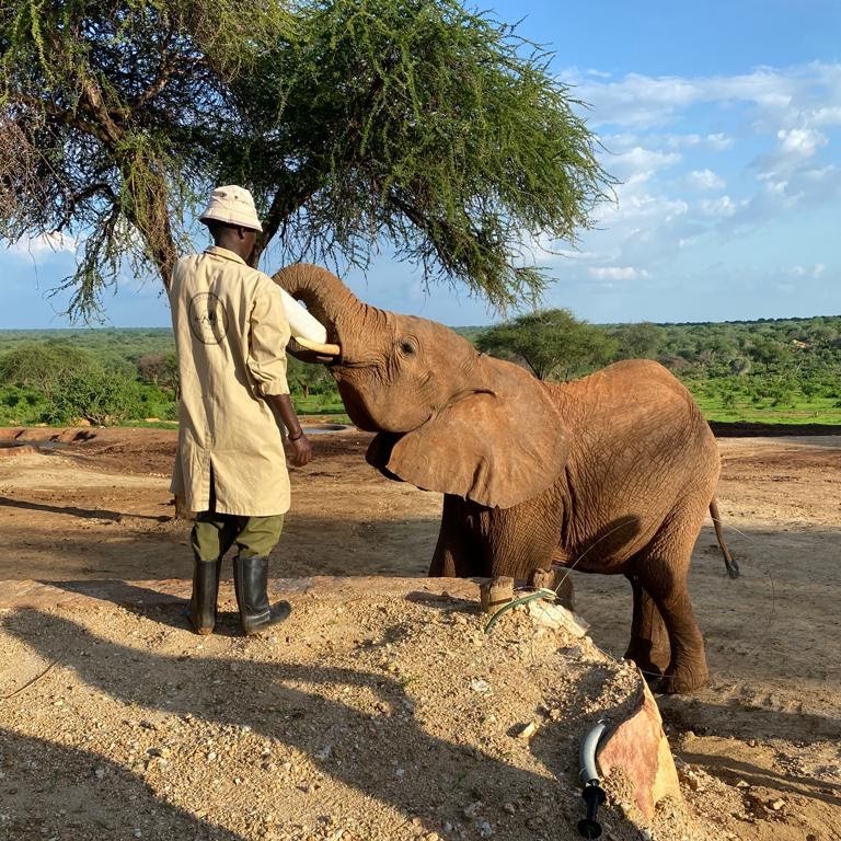 Feeding orphaned elephants at the Sheldrick Trust