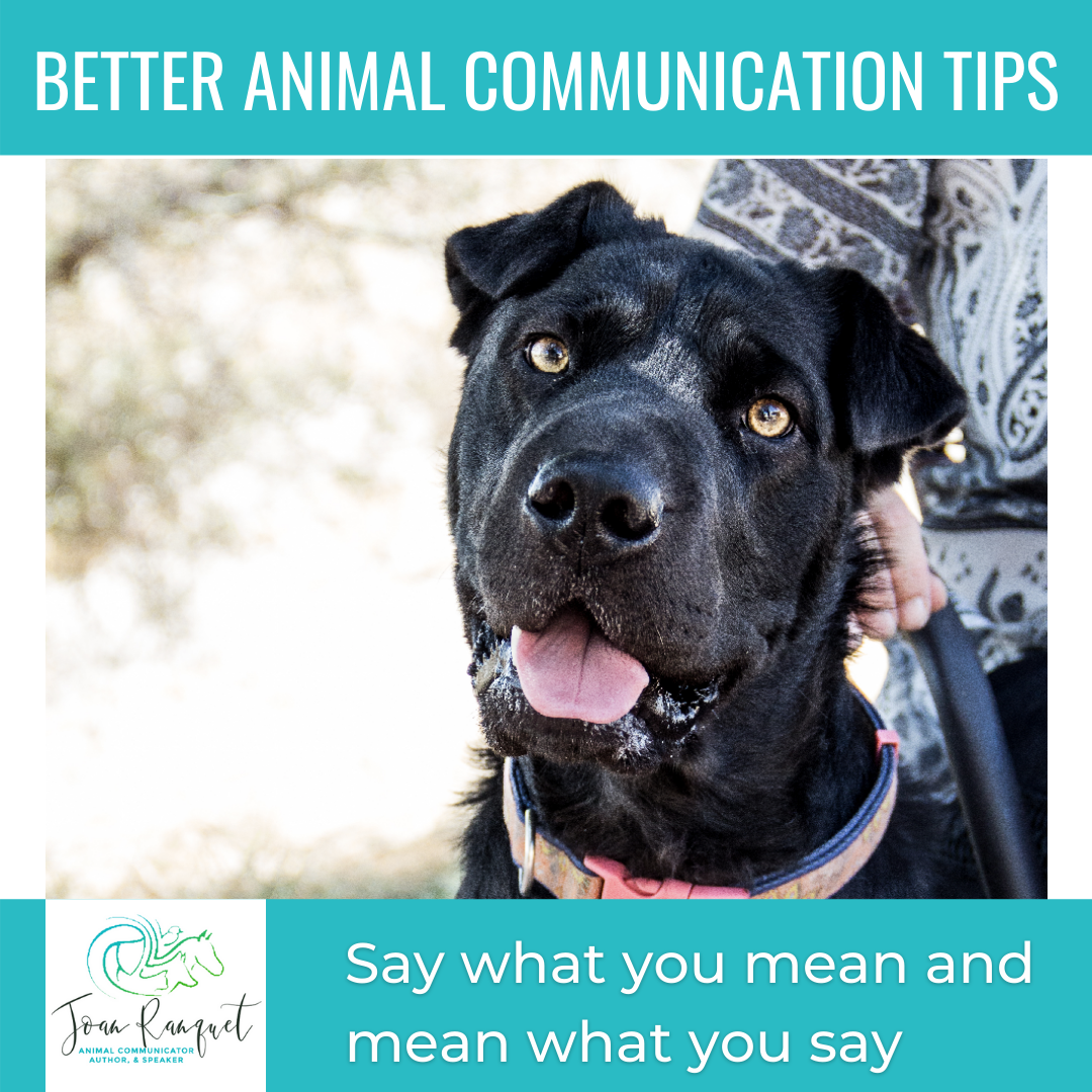 Better Animal Communication Tip #1: Say what you Mean and Mean what you Say