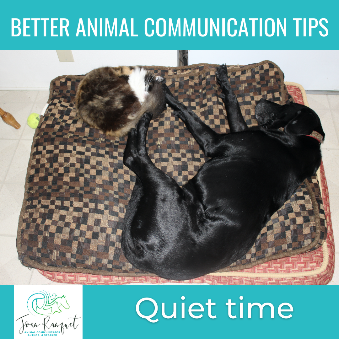 Better Animal Communication Tip #3: Quiet Time