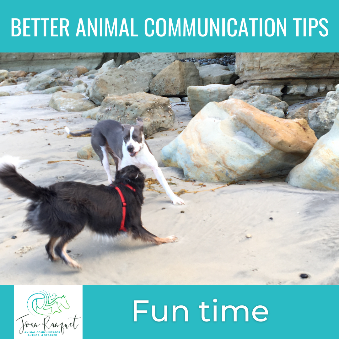 Better Animal Communication Tip #4: Fun Time