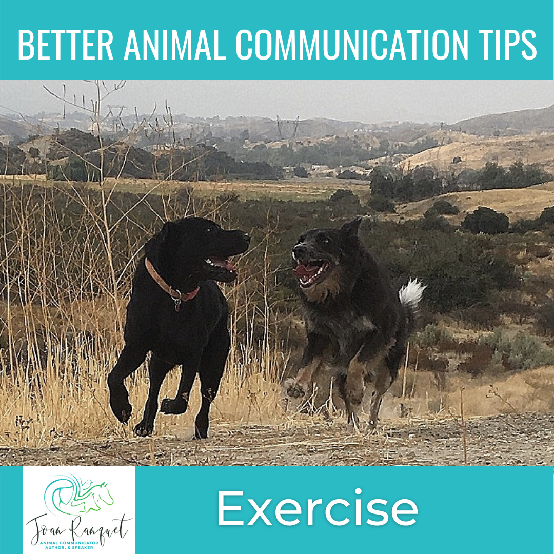 Better Animal Communication Tip #5: Exercise