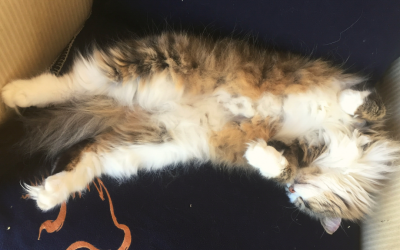 Better Animal Communication Tip #10: Creating a Safe and Sacred Place