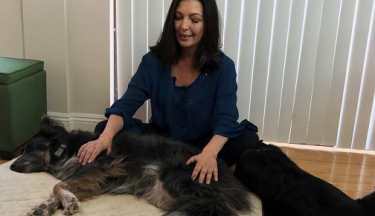 Energy Healing for Animals with Scalar Wave