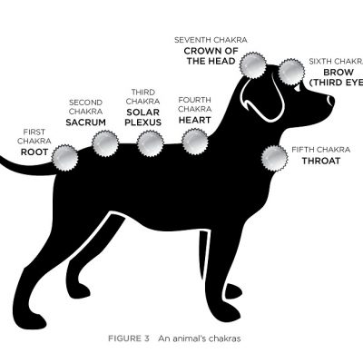 Animal Chakras - Joan Ranquet