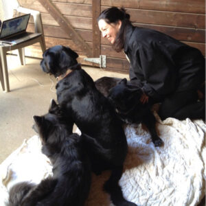 The dogs are used to teaching energy healing and animal communication via Skype and webinar!