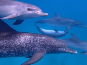 Dolphin calls