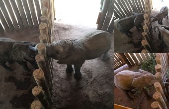 elephant-sanctuary-kenya