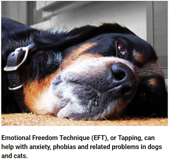 All About EFT (Emotional Freedom Technique) For Animals