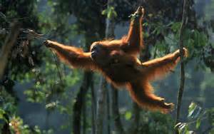 orangutan in the wild