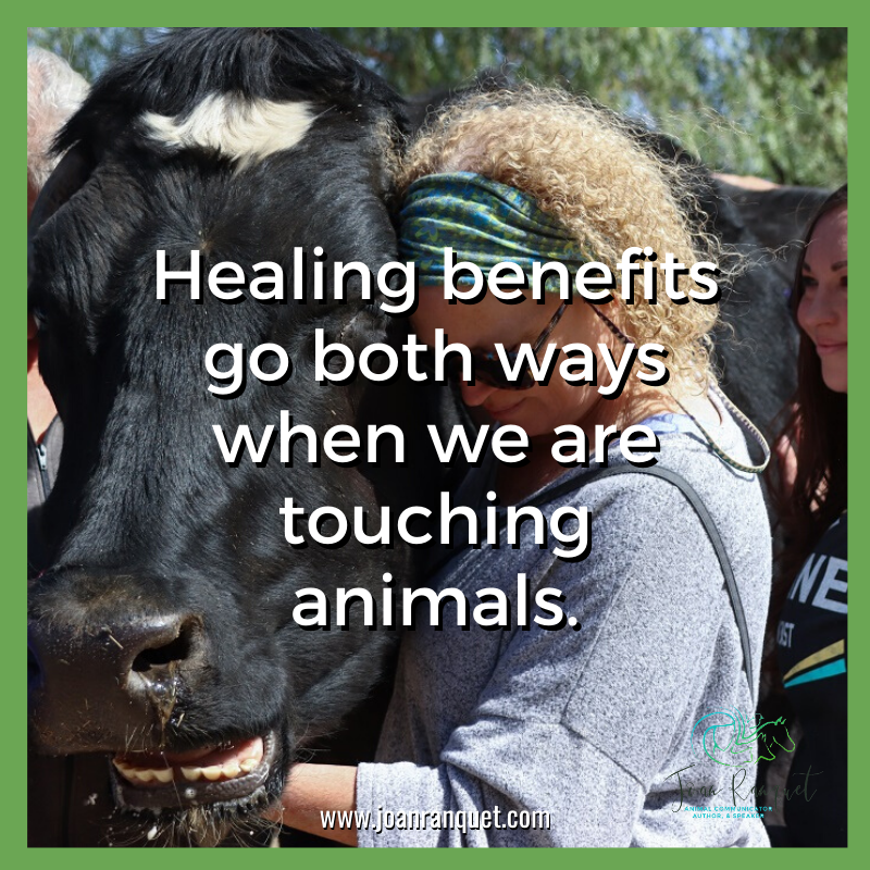 10 Energy Healing for Animals Tips #2: Healing Benefits Go Both Ways when  we are Touching Our Animals. - Joan Ranquet