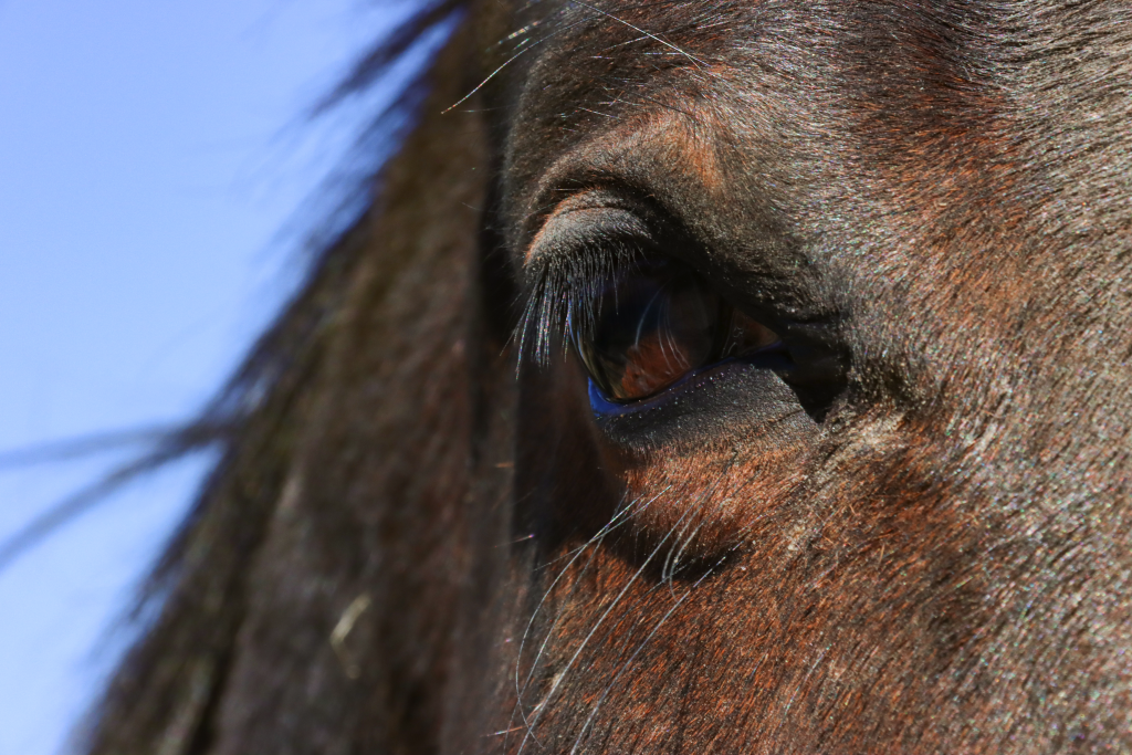 Top 7 Reasons for Animal Communication: #4 Deepening Relationships ...