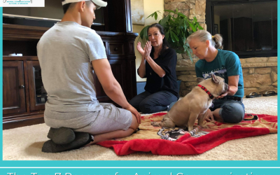 Top 7 Reasons for Animal Communication: #5 Health and Wellness