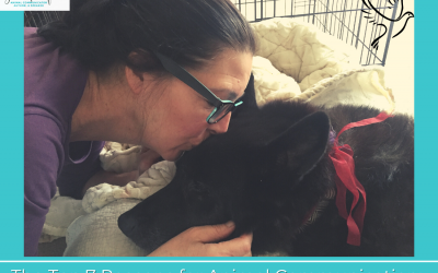 Top 7 Reasons for Animal Communication #6: Crossing Over