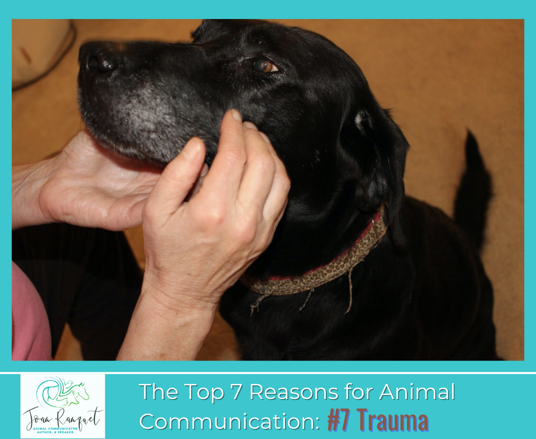 Top 7 Reasons for Animal Communication: #7 Trauma