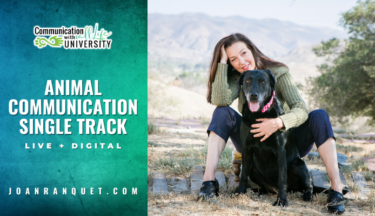 Animal Communication Single Track