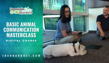 Basic Animal Communication Masterclass