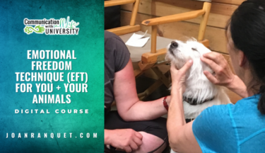 Emotional Freedom Technique (EFT) for You + Your Animals