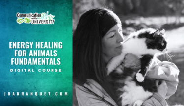 Energy Healing for Animals Fundamentals