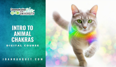 Introduction to Animal Chakras
