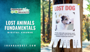Lost Animals Fundamentals