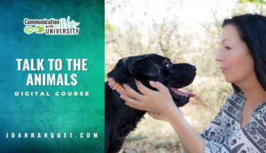 Talk to the Animals: Animal Communication for Beginners