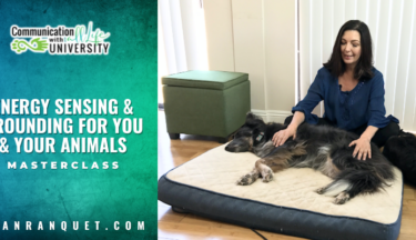 Energy Sensing & Grounding for You & Your Animals
