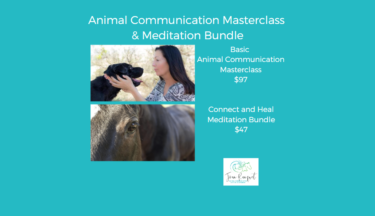 Basic Animal Communication and Meditation Bundle