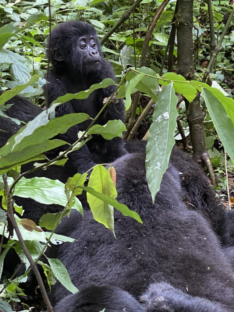 Gorillas and baby in the Bwindi National Forest in Uganda.