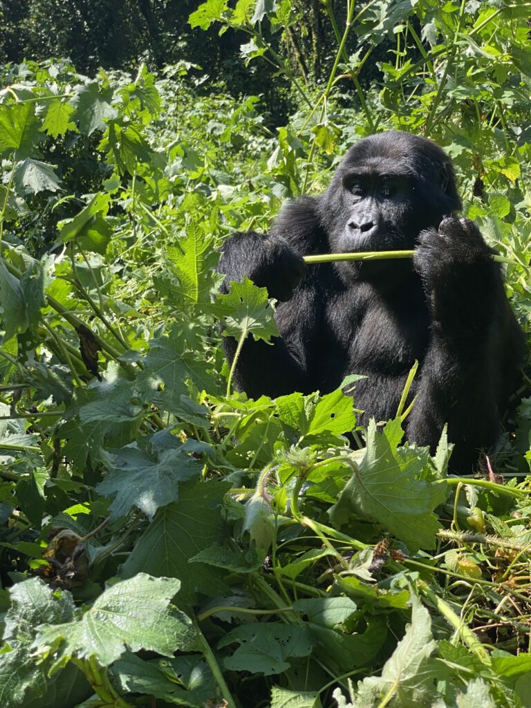 A gorilla in the Bwindi impenetrable Forest inspects a stem.