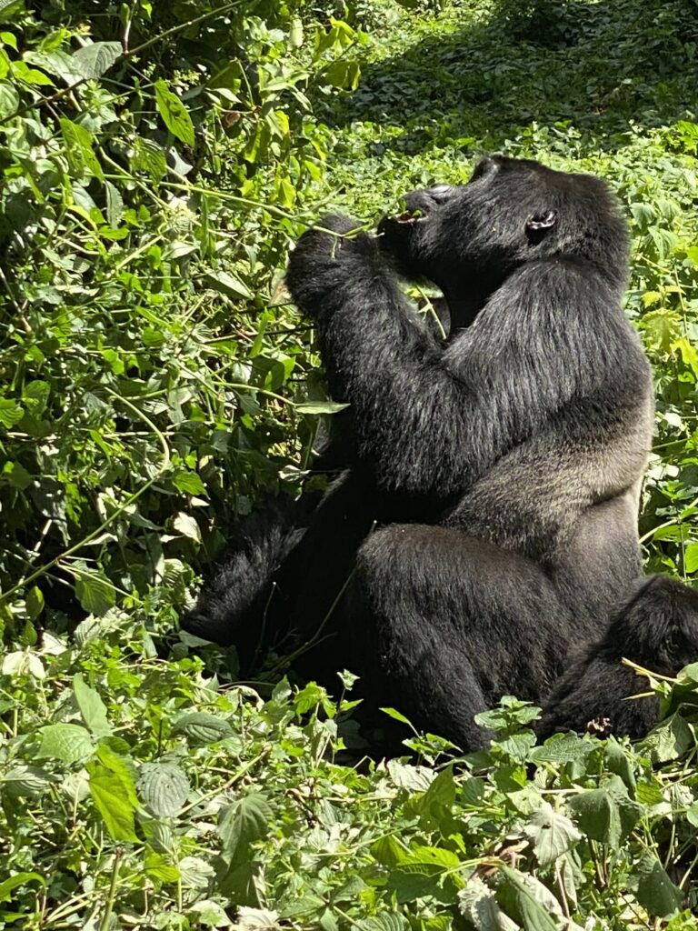 Gorillas in the Bwindi impenetrable Forest browse the shrubs.