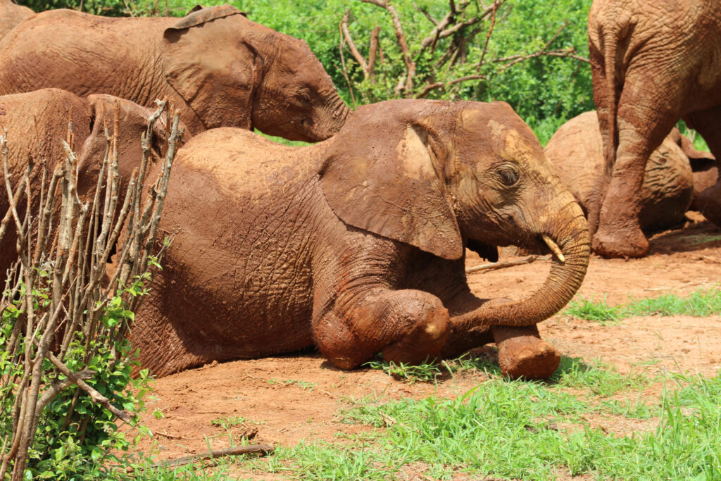 Kenya elephants