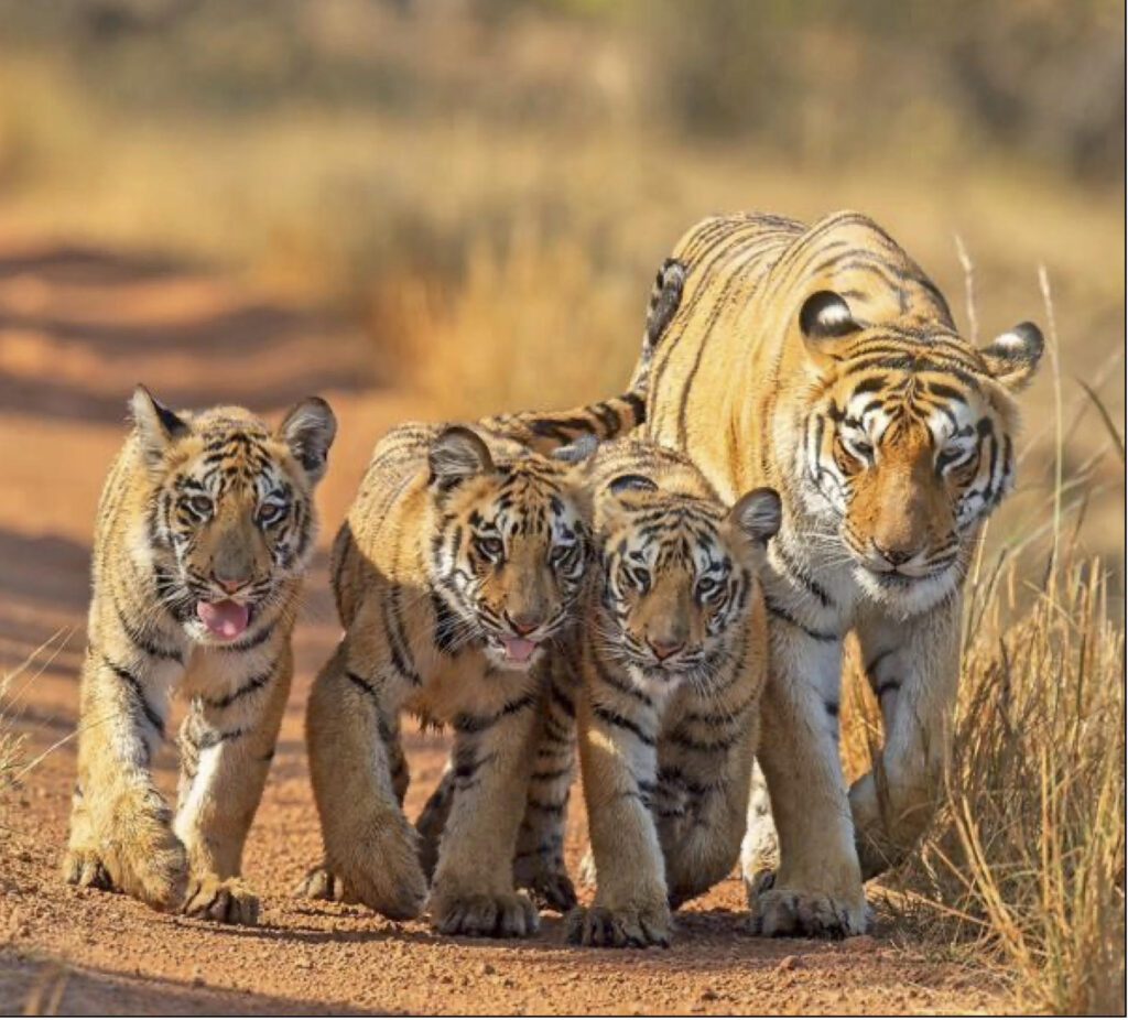 Tiger with three young tigers in India