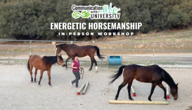 Energetic Horsemanship