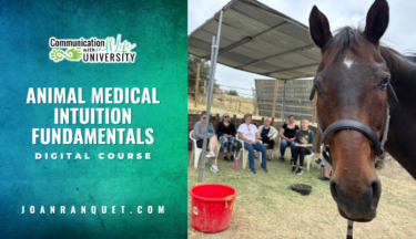 Animal Medical Intuition Fundamentals