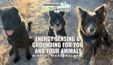 Energy Sensing & Grounding for You and Your Animals