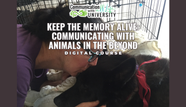 Keep the Memory Alive: Communicating with Animals in the Beyond