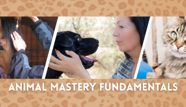 Animal Mastery Fundamentals